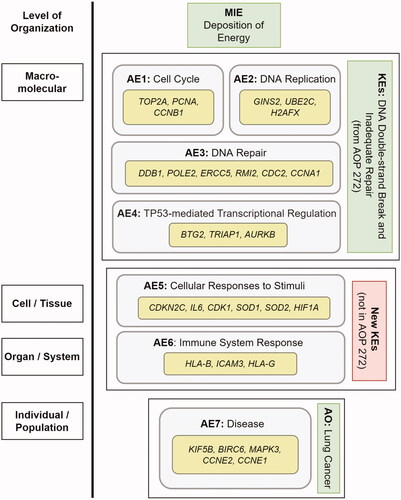 Figure 5. Gene-informed AOP diagram. A schematic summary of identified associated events (AEs) and select high expressing genes identified using Reactome from radiation-induced transcriptomic studies. The AEs (light green) are grouped to support KEs (dark green) in AOP 272 (https://www.aopwiki.org/aops/272). Some AEs (e.g. cellular response to stimuli and immune system response) are identified as new KEs (red) not represented in AOP 272.