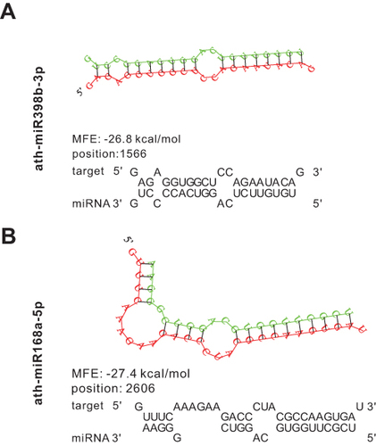 Figure 5 Prediction results of miRNAs in HLENs target respiratory syncytial virus (RSV) genome. (A and B) Structures and binding sites of miRNAs in HELNs (green) target RSV genome (red) with MEF ≤ −25 kcal/mol. G: U allowed.