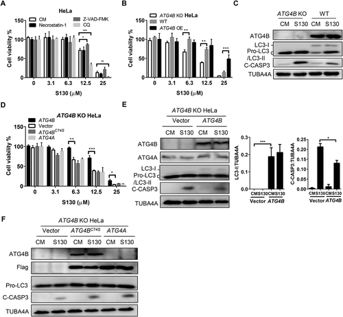 Figure 5. S130 induces cell death through inhibiting the activity of ATG4B. (A) HeLa cells were treated with 0–25 μM of S130 in the presence or absence of 40 μM necrostatin-1, 10 μM of Z-VAD-FMK or 10 μM of CQ for 48 h, and cell viability was measured with CCK8. (B) Cell viability analysis of ATG4B KO HeLa, WT HeLa and ATG4B OE HeLa cells treated with 0–25 μM of S130 for 48 h. (C) Immunoblot analysis of WT HeLa and ATG4B KO HeLa cells treated with S130 (10 μM) for 24 h. (D) Cell viability analysis of ATG4B KO HeLa cells expressing ATG4B, empty vector, ATG4BC74S, or ATG4A treated with 0–25 μM of S130 for 48 h. (E-F) Immunoblot analysis of ATG4B KO HeLa cells overexpressing empty vector or ATG4B with quantification of the protein level of LC3-I and C-CASP3(E), or ATG4BC74S and ATG4A (F) treated with or without S130 (10 μM) for 24 h. The bands in ATG4B KO HeLa cells indicate the pro-LC3. Data are presented as mean ± SEM from 3 individual experiments. *P < 0.05, **P < 0.01, ***P < 0.001.