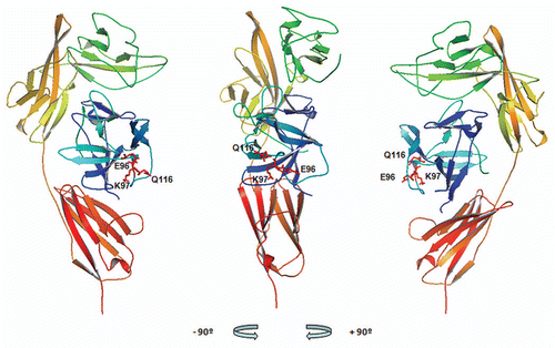 Figure 4 XOMA 052 epitope as predicted by PepSpot™ and alanine scan analyses. Figure shows the ribbon representation of the structure for the human IL-1β/IL-1RI complexCitation22 using Pymol visualization software (DeLano Scientific LLC, San Carlos, CA). Receptor domains I, II and III are depicted in green, yellow and orange respectively and IL-1β depicted in blue. The side chains of E96, K97 and Q116 identified as critical for binding to XOMA 052 are shown in red. Center: front view, left: a 90° rotation view to the left, right: a 90° rotation view to the right.