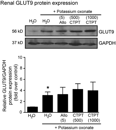 Figure 6. Effects of CTPT extract and allopurinol on GLUT9 protein expression in renal tissues in potassium oxonate-induced hyperuricemic mice. Normal control and untreated potassium oxonate-induced hyperuricemic mice groups were treated with water. Treatment groups were potassium oxonate-induced hyperuricemic mice treated with allopurinol (5 mg/kg) and 500 and 1000 mg/kg CTPT extract, respectively. At the end of the study, renal homogenates of mice were immunoblotted with anti-GLUT9 and anti-GAPDH antibodies. The relative GLUT9 protein levels were quantified and expressed as the fold increase over normal control mice and are shown as the mean ± SEM (n = 4) for each group. *p < 0.05 compared with control mice. CTPT and Allo represent chatuphalatika extract and allopurinol, respectively.