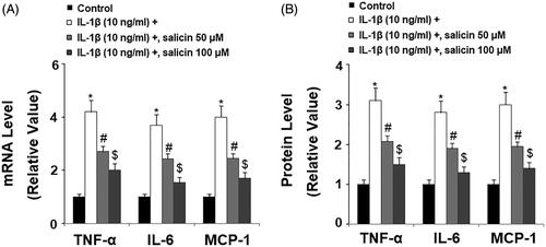 Figure 3. Salicin inhibits IL-1β-induced secretions of pro-inflammatory cytokines in RECs. (A) Expressions of TNF-α, IL-6, and MCP-1 at the mRNA levels were determined by real-time PCR analysis. (B) Secretions of TNF-α, IL-6, and MCP-1 were determined by ELISA respectively. Cells were treated with IL-1β (10 ng/mL) in the absence or presence of salicin (50 and 100 μM) for 48 h (*, #, $, p < .01 vs. previous column group, n = 5–6).