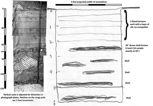 Figure 7. (Left) stitched photographs compiled from a series of black and white slides supplied with the Aboriginal Affairs and Reconciliation documentation for Cave Cliffs Rockshelter. Our annotations show the visible unit boundaries (dashed lines), roof fall blocks (line infill) and a matchbox (labelled A) placed in the section at a depth of 30 inches. The images are assumed to relate to the 1961 excavation at the rear of Cave Cliffs Rockshelter, i.e. Trench A. (right) a section drawing reproduced from Tindale (Citation1961–1965, p. 812) of the initial trench excavated by Sam Warne at “Wigley Flat”. Tindale’s annotations have been replaced for readability. Note the corresponding height of the 14C sample and the matchbox. The photographs and section drawing are shown here at approximately the same scale.