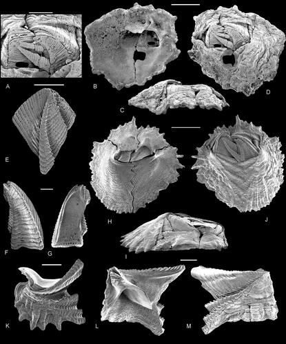 Figure 22. A–D, Verruca jagti Gale, Citation2014b. Holotype (NHMM JJ 13472), original of Gale (Citation2014b, fig. 23A). A complete individual in B, internal, D, apical and C, lateral views, with enlargement of moveable valves (A). E–M, Verruca stroemia (O. F. Müller, Citation1776), for comparison with fossil species. E, external view of moveable tergum; F, G, external and internal views of moveable scutum; H, internal view of shell; I, lateral view of shell; J, apical view of shell; K, oblique view of fixed tergum; L, M, fixed scutum, in L, internal and M, external views. A–D, from the ENCI-Heidelberg Cement Group quarry, Maastricht, southern Limburg, the Netherlands; Meerssen Member (Maastricht Formation, latest Maastrichtian), top 10 cm of subunit IVf-1 (hardground surface). E–M, Recent, Murvagh beach, County Donegal, Republic of Ireland. Scale bars equal 1 mm (B–D, H–I) and 0.5 mm (A, E–G, K–M).