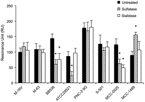 Fig. 4. Effects of treatment of mucins with sulfatase or sialidase on adhesion of Bifidobacterium strains.Notes: The purified mucins were pretreated with sulfatase (▧) or sialidase (□). Adhesion assays of the bacteria to the mucins were performed as described in the Materials and Methods. Asterisks indicate that the number of bacteria bound to the treated mucin was significantly different (*p < 0.05) from that bound to the untreated control mucin (■), as determined by one-way ANOVA with Dunnett’s post hoc test. Error bars indicate standard deviations (n = 5).