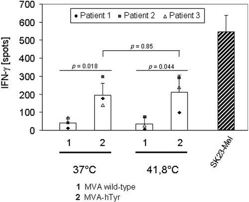 Figure 5. IFN-γ secretion of TyrF8 T cells by infected primary sarcoma cells after heat treatment. Primary sarcoma cells were either exposed to 37°C or 41.8°C for 2 h. After 6 h of recovery at 37°C, cells were infected with MVA wild-type (bar 1) or MVA-hTyr (bar 2). Thereafter TyrF8 cells were added at an E:T ratio of 1:5 for 24 h. HLA-A2- and tyrosinase-positive SK23-Mel cells served as control. Results of the IFN-γ ELISPOT of three independent experiments are given. P values indicate statistical significance between MVA wild-type control (1) and MVA-hTyr infected (2) cells in the 37°C and heated samples.