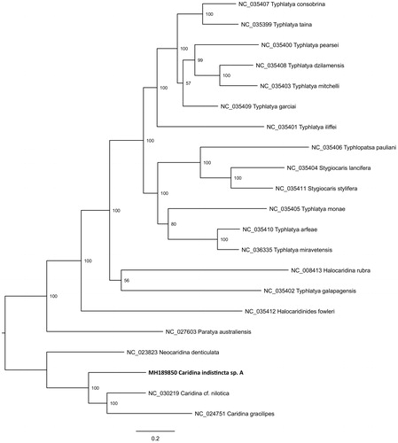 Figure 1. Phylogenetic placement of the new Caridina indistincta sp. A mitogenome (GenBank: MH189850) relative to 20 Atyidae mitogenomes sourced from the NCBI RefSeq database. Tip labels include GenBank accession and species name; node labels show bootstrap result. Alignment of mitogenomes (excluding 16S, 12S, and control region) was performed using MAFFT v7.017 (Katoh et al. Citation2002). A maximum likelihood phylogenetic analysis was performed on the final alignment of 12 821 bp with RAxML v8.2.11 using the GTR + GAMMA substitution model with 1000 bootstrap replicates (Stamatakis Citation2006).