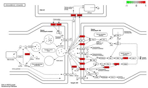 Figure 7 KEGG pathway enrichment analysis demonstrating the interactions among various pathways.