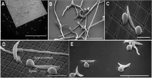 Figure 6. Scanning electron micrographs (SEM) showing the fungus Colletotrichum graminicola grown on nanofabricated pillared arrays. When the individual pillars are very small (0.5 μm wide) and do not provide much surface contact (A, B), the spores of the fungus grow without forming ‘appressoria’. When the pillars are wider (C, D) or when the surface is completely smooth (E), appressoria are formed quickly. Scale bars, 500, 50, 20, 20, and 50 μm, respectively (adopted from Mccandless [Citation70]).
