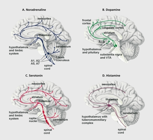 Figure 1. Monoaminergic neurons innervate almost all brain areas. A. Noradrenaline. The noradrenergic neurons of the locus ceruleus project to the limbic and cortical regions, and to the thalamus, cerebellum, and spinal cord. They play an important role in the regulation of mood and attention. The noradrenergic neurons of cell groups A1 , A2, A5, and A7 project to more restricted regions.Citation4 They are important for autonomic function. B. Dopamine. The dopaminergic neurons of the substantia nigra and the adjacent ventral tegmenta! area (VTA) project to the striatum and to regions in the neocortex. They are important in the initiation of movements and for emotional processes. Furthermore, there is a dopaminergic cell group in the hypothalamus that regulates neuroendocrine processes. C. Serotonin. The serotonergic neurons located in the raphe nuclei project to almost all parts of the brain and are involved in many functions including the regulation of emotional processes. D. Histamine. Histaminergic neurons are located in the tuberomammillary complex of the hypothalamus. They project to all parts of the brain and are important for arousal (the excited brain state). Modulation of neuronal activity by these monoamines is an important factor of well-balanced central nervous activity. Stress leads to hyperactivity of the monoamine neurons and thus to a dysregulation of neuronal activity. Currently available antidepressants are thought to adjust the balance between the different neurotransmitter systems.