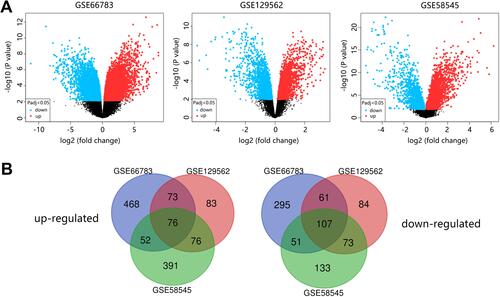 Figure 1 Identification of 183 DEGs in three GEO datasets. (A) Volcano plots of the distribution of DEGs in each dataset. (B) Venn diagram of up-regulated and down-regulated DEGs.