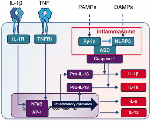 Figure 1. Inflammasome and cytokines in FMF. ASC: apoptosis-associated speck-like protein containing a caspase-recruitment domain; DAMPs: damage-associated molecular patterns; IL-1R: interleukin-1beta receptor; NLRP3: Nod-like receptor protein 3; PAMPs: pathogen-associated molecular patterns; TNFR: tumor necrosis factor receptor.