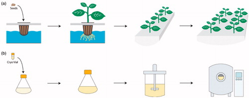 Figure 7. An illustration of the upstream manufacturing processes required for (a) whole plant molecular pharming, and (b) cell culture or fermentation-based biopharmaceutical production. Whole plant molecular pharming uses hydroponic or soil-based plant growth receptacles that scale linearly with demand, whereas cell culture and fermentation-based manufacturing use a series of bioreactors whose geometries are dependent on scale.