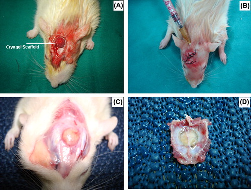 Figure 1. Animal model: (A) Cryogel scaffold implanted in the defect; (B) stem cells injected inside the scaffold which was already implanted in the defect; (C) The cryogel scaffold (loaded with stem cells) in the animal cranial defect after 90 days; (D) the tissue sample harvested from the defect area (after 90 days) for further histological and histomorphometric analysis.