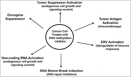 Figure 3. Therapeutic approaches accompanying DNA methylation inhibition for cancer patient treatment. Cancer cells treated with DNA methylation inhibitors have activated tumor suppressors, ERVs and miRNAs, with reduced expression of oncogenes. Activated ERVs promote an immune response that can be further targeted by immune-based therapies. Activated genes may help promote sensitivity to conventional chemotherapies. DNA methylation inhibitors, most notably 5-Aza-CR and 5-Aza-CdR, cause DNA damage, thus sensitizing the treated cell to DNA repair inhibitors.