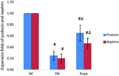 Figure 3. The podocin and nephrin expression in the kidney tissues of the three groups detected by quantitative PCR.