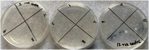 Figure 7. Photomicrograph of streaking negative and positive controls, and treated test specimens.