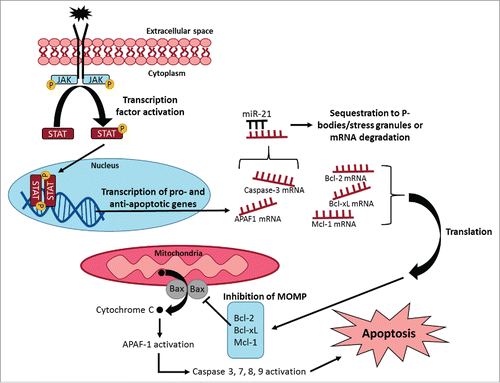 Figure 1. Summary showing regulation of apoptotic signaling pathways in different subcellular organelles. Intrinsic or extrinsic signals may promote reversible protein phosphorylation of signaling molecules (e.g. Janus kinases and STATs) and activation of gene expression of pro- and anti-apoptotic proteins. Exported mRNA transcripts may be bound by microRNAs (e.g., miR-21) to direct transcripts for sequestration and degradation, or transcripts can be translated into pro-apoptotic (e.g. Bax, Bad) or anti-apoptotic (e.g., Bcl-2, Bcl-xL, Mcl-1) proteins. Pro-apoptotic proteins may be responsible for cytochrome C release and cysteine protease activation leading to apoptosis. Anti-apoptotic proteins may inhibit cytochrome C release during mitochondrial outer membrane permeabilization (MOMP). The relative levels of pro- and anti-apoptotic proteins control the fate of the cell.