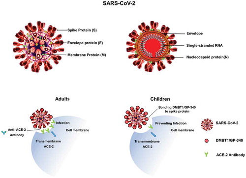 Figure 1. Schematic diagram of the binding of GP-340 to spike protein of SARS-CoV-2 in children and adults. Children have higher GP-340 along with lower ACE-2 receptors. GP-340 targets spike protein’s glycoprotein-binding domains (GBD) and blocks virus adherence or entry of SARS-CoV-2