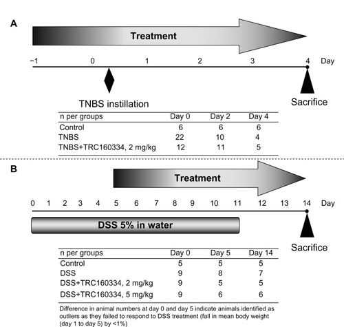 Figure 1 Scheme of the experimental protocol for efficacy evaluation of TRC160334 in a mouse model of colitis.