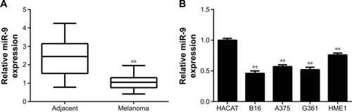 Figure 1 (A) Real-time PCR data indicated that miR-9 was significantly downregulated in melanoma tissues compared to their matched adjacent normal tissues. **P<0.01 vs adjacent. (B) Real-time PCR data indicated that miR-9 was significantly downregulated in human melanoma cell lines (G361, B16, A375, and HME1) compared to human normal skin HACAT cells. **P<0.01 vs HACAT.