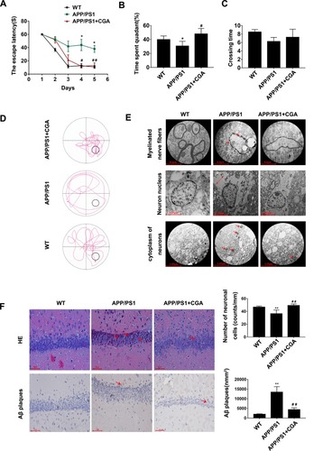 Figure 1 CGA alleviated spatial memory impairment in APP/PS1 mice and Aβ25-35- induced neuron damage in SH-SY5Y cells.