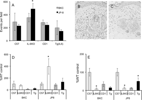 Figure 4.  IL-6 deficiency results in greater skin inflammatory cell infiltration following irritant exposure. Mice were treated daily for 7 days with acetone, benzalkonium chloride, or JP-8, and 4-mm skin biopsies were collected and processed for mRNA and protein analysis, or embedded in paraffin for histological analysis. (a) Digital images of skin histopathology from JP-8-treated mice were acquired (under 20× objective) and analyzed for dark-stained inflammatory cells using Image J (NIH); data are represented by mean events (inflammatory cells) per field. Shown are representative images of H&E-stained JP-8-treated skin: (b) IL-6KO and (c) Tg(IL6). Expression of (d) CD86 and (e) CD206 mRNA was analyzed via real-time RT-PCR; expression differences were normalized to 28s rRNA expression and presented as a percentage of level in samples from acetone-treated C57BL/6 controls. Data presented as means ± SE (n = 8). * Value significantly different from corresponding WT control (p ≤ 0.05).