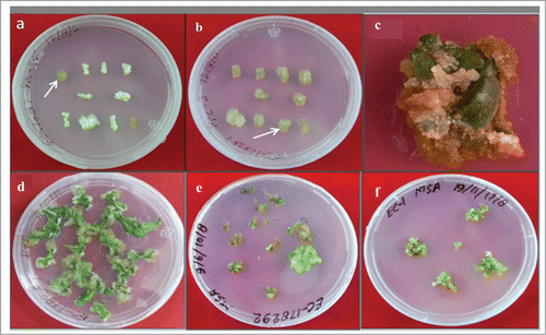 Figure 2. Callus mediated shoot bud induction and shoot regeneration form hypocotyls and cotyledon explants on media containing BAP and NAA or IAA. (A) and (B). Callus induction from hypocotyl explants on media containing various concentrations of plant growth regulators, callus with regeneration potential was indicated with arrow markings; (C) Callus produced from cotyledon explants; (D) Callus induction from leaf discs incubated BAP and NAA containing medium. (E) Shoot buds and shoots produced from the callus which was obtained from hypocotyls explants; (F) Incubation of shoots for further proliferation on shoot induction medium.