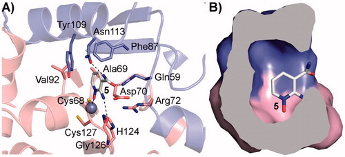 Figure 3. (A) Binding mode of 5 into the Can2-CA active site, depicted as pink cartoon and sticks for one Can2-CA monomer and in blue cartoon and sticks for the other monomer; (B) surface representation of the residue surrounding compound 5, showing that small-medium substituents can be accommodated. The surface is colour-coded accordingly to (A).