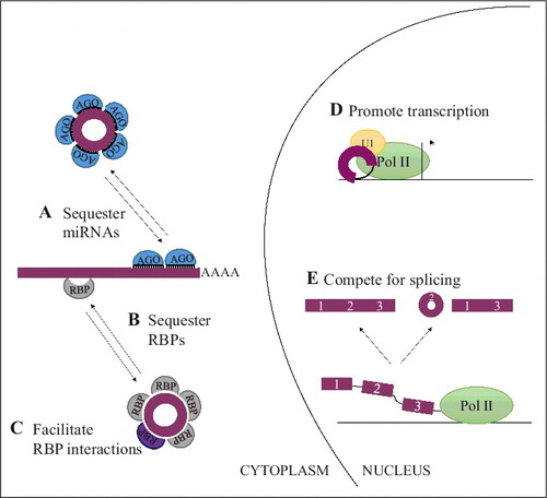 Figure 3. Functions of circular RNAs. In the cytoplasm, circRNAs can interact with miRNA-Ago2 complexes to inhibit miRNA action on linear targets (A). Additionally, circRNAs can interact with RNA-binding proteins (RBPs) as can linear RNAs and may either facilitate interaction between RBPs to inactivate/activate them (B) or sequester these to prevent them from functioning (C). In the nucleus, (D) circRNAs with retained introns can promote transcription of their parental gene by interacting with RNA polymerase II (Pol II) and U1 snRNP at the promoter of the gene. (E) During splicing, the elements facilitating backsplicing and linear splicing compete with each other. As a result of this competition either a linear RNA or an alternatively spliced linear RNA and a circRNA is generated. Hence, the backsplicing pattern may alter the expression of the linear gene product.