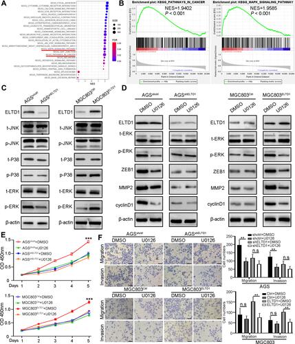 Figure 4 ELTD1 Promotes Proliferation, Invasion and EMT of GC cells via Activating MAPK /ERK Signaling. (A) Kyoto Encyclopedia of Genes and Genomes (KEGG) pathway analysis using TCGA STAD database. (B) GSEA-based KEGG pathway analysis for ELTD1 using TCGA STAD database. (C) The expression of total and phosphorylated three core members of MAPK signaling pathway was examined by Western blot in indicated GC cells. (D) The levels of t-ERK, p-ERK, and downstream effectors were determined by Western blot in indicated GC cells treated with MEK inhibitor U0126 (10 μM) or DMSO control. (E) CCK8 assay was used to assess the proliferative ability of indicated GC cells treated with U0126 (10 μM) or DMSO control. (F) Transwell invasion/migration assays were performed to assess the migratory and invasive capacity of indicated GC cells treated with U0126 (10 μM) or DMSO control. Scale bars, 50 μm.