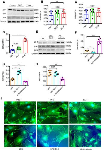 Figure 5 Tissue kallikrein (TK) regulates the abundance of ZO-1 in brain microvascular endothelial cells (BMVECs). (A–H) The abundance of ZO-1, bradykinin 1 receptor (B1R) and bradykinin 2 receptor (B2R) were evaluated by Western blot in BMVECs. BMVECs had been treated with PBS, standard dose of TK (TK-S), high dose of TK (TK-H), LPS, LPS+TK-S, and LPS+kallistatin. GAPDH abundance was also evaluated to confirm equal loading, and then (B and F) ZO-1, (C and G) B1R, (D and H) B2R were quantified via normalization to that of GAPDH. ***p<0.001; ****p<0.0001. (I) Immunofluorescence staining was used to detect the expression of ZO-1 in endothelial cells. BMVECs were incubated with ZO-1 primary antibodies and fluorescent secondary antibodies, and nuclei were counterstained with DAPI.