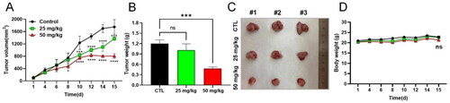 Figure 11. In vivo assay of the antitumour activity of 9 in 4T1 tumour-bearing mice models. (A) tumour volume change after administration of 9 in two weeks. The tumour volumes were determined every other day. (B) Statistical analysis of the tumour weight in the indicated groups after two weeks administration of 9. (C) Photographs of tumours in the indicated groups after two weeks of administration of 9. (D) Statistical analysis of the body weights in the indicated groups in two weeks. The body weights were determined every other day. Data represent the mean ± SD. ns, p > 0.05, not significantly different from the control group. *p < 0.05, **p < 0.01, ***p < 0.001 and ****p < 0.0001 by one-way ANOVA compared with vehicle-treated control group.