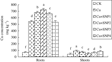 Figure 6. Effects of different concentrations of SNP supply on Cu concentration in roots and shoots of ryegrass plants grown in nutrient solution without or with 200 µM CuCl2. Values are the mean of three replicates. Each replicate has 20 plants. Bars with different letters are significantly different at P < 0.05.