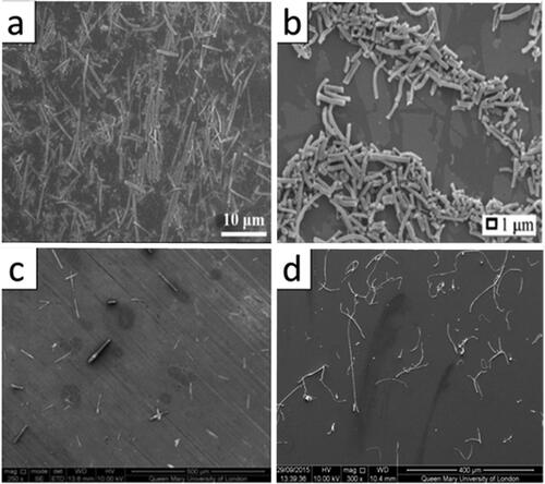 Figure 8. (a) SEM image of short electrospun carbon nanofibers by grinding (adapted from [Citation108]); (b) SEM image of short PS fibers made by ultrasonication aligned electrospun PS fibers in water (adapted from [Citation112]); (c) SEM image of electrospun PPTA fibers from PPTA/sulfuric acid solution at concentration of 7 wt% (adapted from [Citation116]); (d) SEM image of short PLA fiber by mechanical stirring electrospun fibers in organic medium (adapted from [Citation103]).