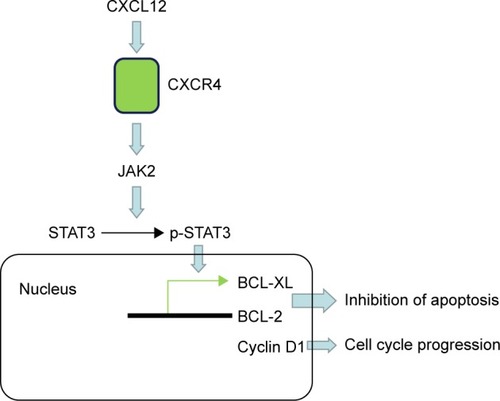 Figure 5 Summary for the effect of CXCL12 on apoptosis through activation of JAK2/STAT3 signaling in human lung cancer cells.