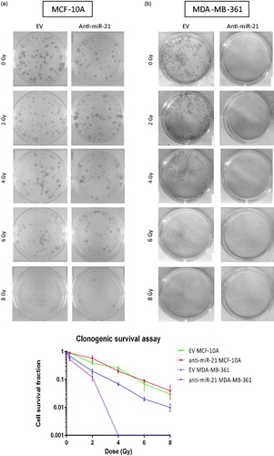 Figure 5. miR-21 knockdown influences clonogenic ability of MDA-MB-361 cells. Pictures of clonogenic survival assay for MCF-10A (a) and MDA-MB-361 (b) cells after different doses of irradiation. Clonogenic survival assay data (c) represent means ± SEM (n = 4).