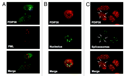 Figure 3. PDIP38 is recruited to spliceosomes in response to UV-induced damage. A549 cells were globally irradiated with 60 J/m2 of UV and allowed to recover for 4 h. (A) Cells were fixed and co-stained for PDIP38 (green immunofluorescence) and PML bodies (red immunofluorescence). The merged images show no signs of co-localization. (B) Cells were fixed and co-stained for PDIP38 (red immunofluorescence) and nucleoli (anti-C-23, green immunofluorescence). The merged images show no signs of co-localization. (C) Cells were fixed and co-stained for PDIP38 (red immunofluorescence) and spliceosomes (anti-SC35, green immunofluorescence). Images were captured at 100× magnification. PDIP38 and SC35 are co-localized, as shown for one of the cells by the white arrows.