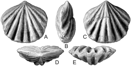 Fig. 11. Gracianella (Gracianella)? sp. AMF131514 in dorsal, lateral, ventral, posterior and anterior aspects, ×8. Hattons Corner near Yass, horizon uncertain.