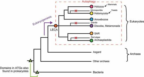 Figure 1. The autophagy pathway likely first emerged during eukaryogenesis and was already present in LECA. The phylogenetic tree depicts the overall evolutionary relationships among bacteria, archaea and eukaryotes. The range of species with the autophagy pathway is shown by the orange rectangle. Autophagy losses in some eukaryotes are labeled with red crosses. Some ATG-related domains likely emerged in prokaryotes (green triangles). Mammals and yeasts belong to Holozoa and Holomycota, respectively. LECA, the last eukaryotic common ancestor. ATG, autophagy related. SAR, Stramenopiles, Alveolata and Rhizaria.