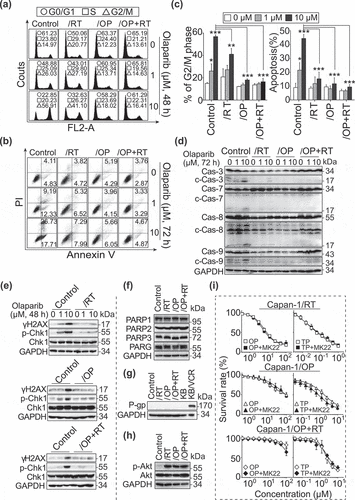 Figure 2. Cell cycle arrest, apoptosis and DNA-damage induced by olaparib. a and b, G2/M arrest and apoptosis induced by olaparib were determined by flow cytometry in Capan-1 cells and the resistant variants. c, Percentage of cells in the G2/M phase (left panel) and apoptotic cells (right panel) were analyzed with FlowJo software. All data are presented as the mean ± SD from three independent experiments. * p < .05, ** p < .01, *** p < .001. d and e, Cells were treated with olaparib for the indicated time, and then subjected to Western blotting analysis for caspase 3, 7, 8 and 9 and corresponding cleaved forms (abbreviated as “c-”) (d) andɣH2AX, Chk1 and p-Chk1 (e). f, Protein levels of PARP1, PARP2, PARP3 and PARG detected by Western blotting in Capan-1 cells and the resistant variants. g, Protein levels of the drug transporter P-gp were detected by Western blotting. KB cells served as the negative control, and KB/VCR cells served as the positive control. h, Protein levels of p-Akt and total Akt were detected by Western blotting. i, Capan-1/RT (upper panel), Capan-1/OP (middle panel) and Capan-1/OP+RT (lower panel) cells were treated with PARP1 inhibitors [olaparib (OP, left panel) or talazoparib (TP, right panel)] alone or combined with the Akt inhibitor MK2206 2HCl (MK22, 100 nM) for 7 days, and then subjected to SRB assays. All data are presented as the mean ± SD from three independent experiments.