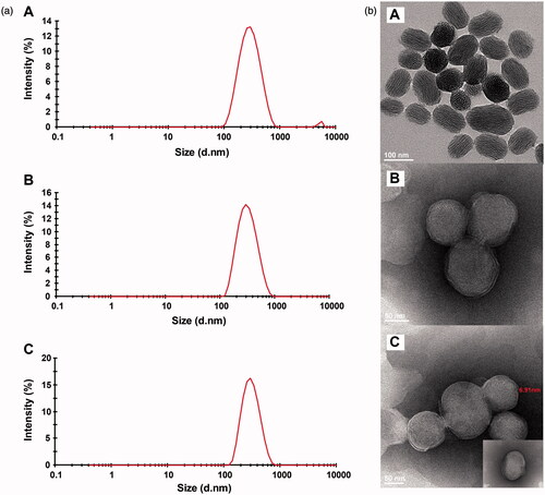 Figure 2. Size distribution (a) and TEM images (b) of TanIIA@MSNs (A), TanIIA@LB-MSNs (B) and TanIIA@Bio-LB-MSNs (C). Scale bars for TEM images are 100 nm, 50 and 50 for A, B and C, respectively.