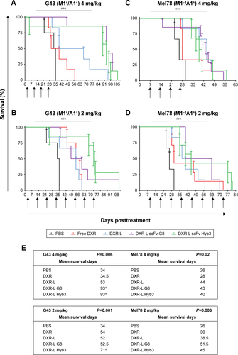 Figure S3 Survival of tumor-bearing mice derived from melanoma cell lines following treatment with PBS, free DXR, or DXR-Ls.Notes: G43 (M1+/A1+) tumors were treated with 4 (A) and 2 mg/kg (B) DXR dose. Mel78 (M1−/A1+) tumors were treated with 4 (C) and 2 mg/kg (D) DXR dose. Data are represented as percentage survival (n=4–7) and standard error mean. Significance was calculated by Mantel–Cox test for tumor data and compared the tumors treated with same dose of various treatments. *P<0.05; ***P<0.001. (E) Mean survival in days, days of survival of tumor-bearing mice derived from melanoma cell lines following treatment with PBS, free DXR, or DXR-Ls. G43 (M1+/A1+) tumors were treated with 4 and 2 mg/kg DXR dose and showed a higher survival than Mel78 (M1−/A1+) tumors treated with 4 and 2 mg/kg DXR dose. Data are represented as mean values. Significance was calculated by Mantel–Cox test and P (value) represents statistical significance for G43 tumor data and Mann–Whitney U test compares the tumors treated with same dose of various treatments.Abbreviations: DXR, doxorubicin; DXR-Ls, DXR-loaded liposomes.