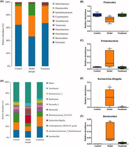 Figure 5. Relative abundance of gut microbiota at phylum (A) and genus (D) levels. One color represents one specie, and the length of the color block presents the relative richness proportion of the species. Abundance of the phyla (B) Firmicutes. (C) Proteobacteria. Abundance of the genera (E) Escherichia-Shigella. (F) Bacteroides. n = 5 rats per group. *p < 0.05, **p < 0.01 vs. control, p < 0.05, p < 0.01 vs. model.###