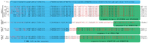 Figure 1. Four T-DNA insertion sites were cloned by TAIL-PCR in the v1 mutant. AD1-1 and AD1-2 denote two individual DNA fragments amplified by using AD1. Brackets indicate the length of the flanking sequence.
