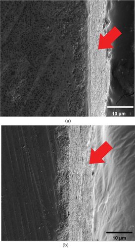 Figure 5. Fracture surfaces of (a) Ce-TZP/Al2O3 specimen after hydrothermal treatment for 360 h, and (b) Y-TZP specimens after hydrothermal treatment for 24 h.