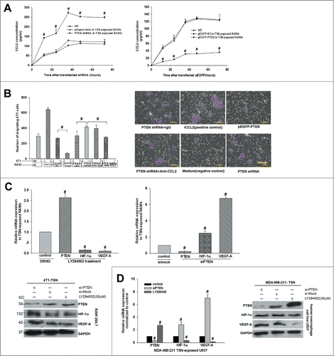 Figure 2. Interference of PTEN boosted CCL2 production and then promoted 4T1 tumor cells invasion and VEGF-A expression in vitro. (A) Production of CCL2 in TSN-exposed RAWs with shPTEN and pEGFP-PTEN was determined by ELISA. Supernatants were obtained for the indicated time periods, #P < 0.05 vs. control. (B) The 4T1 cells were added into the upper chamber and incubated for 24 h with different stimuli in culture medium. The migrated cells were quantified in 10 random fields at × 100 magnification. #P < 0.05. All data were representatives of at least 3 independent experiments. (C, D) mRNA and protein were extracted from TSN-exposed RAWs and U937 treated with siPTEN and LY294002, then validated the expression of PTEN, VEGF-A, and HIF-1α by Q-PCR and WB. Q-PCR and immunoblotting data were representatives of 3 separate experiments, #P < 0.05.