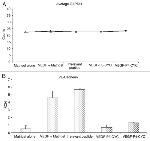 Figure 4. VEGF induces the expression of VE-cadherin mRNA and treatment with VEGF peptide mimics reverses this induction. (A,B) Total RNA was isolated from matrigel plugs after treatment with peptide inhibitors and used in RT-PCR to measure levels of VE-cadherin expression. GAPDH was measured as an endogenous control and the expression levels were similar in the different treatment groups (A). Addition of VEGF was able to induce VE-cadherin expression but treatment with VEGF peptide mimics inhibited this induction (B).