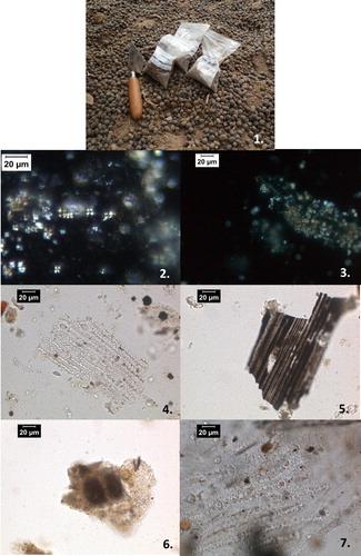 Figure 10. Phytoliths and spherulites have been extracted and quantified from the dung collected from sheep/goat pens and cow sheds in Bestansur. 1: Dung samples being collected from sheep/goat pens. 2: Spherulites from sample ‘Household 2 #2’. 3: Spherulites from ‘Household 2 #3’. 4: Multicelled elongate dendritic husk phytoliths from Hordeum (barley) from ‘House hold 2 #4’. 5: Multicelled elongate smooth phytolith from grass stem/leaves from sample ‘House hold 2, cow far end’. 6: Stacked multicelled bulliform phytoliths from Phragmites (reed) from sample ‘Household 1 cow #1’. 7: Multicelled elongate dendritic husk phytoliths from Triticum (wheat) from sample ‘Household 1-Cow dung heap’.