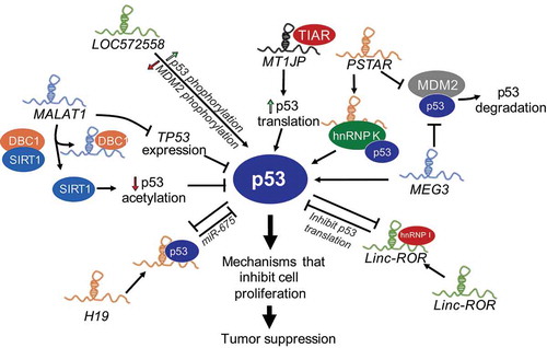 Figure 2. LncRNAs regulate p53 activity. Several lncRNAs, some themselves regulated by p53 modulate the p53-response by multiple mechanisms including, destabilizing p53-interactions with its negative regulator MDM2 (MEG3, PSTAR), increasing p53 levels by increased translation (MT1JP), phosphorylation of p53 (LOC572558) or direct interactions with p53 to stabilize the protein (DINO), and downregulate p53 levels via miRNAs or reduced the transcript stability (LincRNA-ROR, H19) or downregulating p53 acetylation and stabilization (MALAT1).
